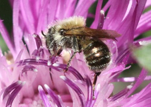 Réf. 316 192 : Osmia sp.